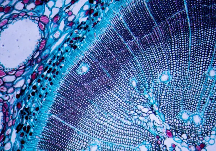 Regenerative Stem Cell Therapy at Revita Luxe Miami